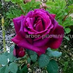 Растения объявление но. 2531904: Саженцы кустовых роз из питомника,  каталог роз в большом ассортименте в питомнике Арбор