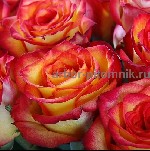 Растения объявление но. 2531904: Саженцы кустовых роз из питомника,  каталог роз в большом ассортименте в питомнике Арбор