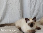 Кошки, котята объявление но. 2534860: Сиамский котёнок