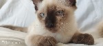 Кошки, котята объявление но. 2534860: Сиамский котёнок