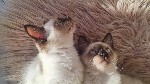 Кошки, котята объявление но. 2534860: Сиамский котёнок