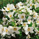 Растения объявление но. 2602333: Саженцы жасмина (чубушника),  купить крупномеры жасмина в Москве с доставкой и посадкой