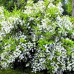 Растения объявление но. 2602333: Саженцы жасмина (чубушника),  купить крупномеры жасмина в Москве с доставкой и посадкой