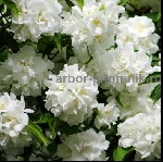 Растения объявление но. 2602333: Саженцы жасмина (чубушника),  купить крупномеры жасмина в Москве с доставкой и посадкой