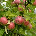 Растения объявление но. 2611457: Крупномеры яблонь,  саженцы яблони и плодовых деревьев в Москве и Подмосковье из питомника