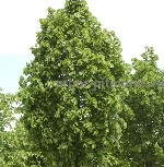 Растения объявление но. 2617844: Саженцы и крупномеры липы,  взрослые деревья липы с доставкой по Москве и России