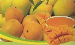 Предлагаем концентрат пюре манго,  приготовленный из отдельных сортов свежего манго-фрукта.  Сорта:  Альфонсо,  Тотапури.  На вид это толстая золотисто-желтая мякоть плода манго,  приготовленная из на ...