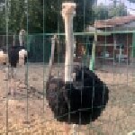 Рядом с Москвой,  20 км по Осташковскому шоссе,  на охраняемой территории,  расположена «Миниферма Страусы».  Здесь вы можете посмотреть и покормить взрослых страусов и страусов-малышей,  увидеть и по ...