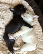 Собаки, щенки объявление но. 2677824: Прекрасные щенки французского бульдога