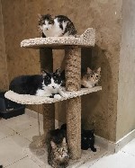 Разное объявление но. 2690519: Будиночки для котиків.  Царапкі,  когтєточкі