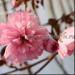 Растения объявление но. 2747460: Сакура (вишня японская декоративная) в горшках для посадки купить в Москве и Подмосковье