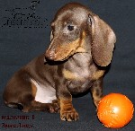 Собаки, щенки объявление но. 2788604: Такса миниатюрная/кроличья- шоколадные щенки