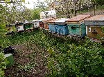 Продаю пчелосемьи «карпатка»,  в ульях «Дадан» 12 рамок,  семьи обработаны,  и запас кормов,  матки 2022 года.  

Готовы к бою!) ...