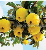 Растения объявление но. 2790883: Плодовые деревья и плодовые крупномеры (большемеры) взрослые деревья из питомника