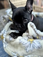 Собаки, щенки объявление но. 2834709: Щенки французского бульдога готовы к переезду