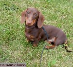 Услуги объявление но. 2862184: ТАКСА миниатюрная- шоколадный щенок