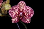 Добрый день!
Занимаюсь реанимацией орхидей,  помогаю в уходе.  
700 р.  за растение + с вас стоимость препаратов,  кашпо и т.  п.  (если будет потребность в этом).  
Первичный осмотр,  рекомендации ...