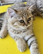 Услуги объявление но. 2895270: Шотландские котята