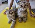 Услуги объявление но. 2895270: Шотландские котята