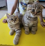 Услуги объявление но. 2895270: Шотландские котята