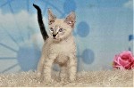 Кошки, котята объявление но. 2924229: Донской сфинкс браш Котята