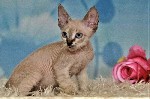 Кошки, котята объявление но. 2924229: Донской сфинкс браш Котята