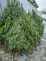 Растения объявление но. 2946293: «Елочный базар» - живые новогодние ели с доставкой