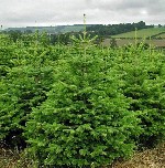 Растения объявление но. 2946293: «Елочный базар» - живые новогодние ели с доставкой