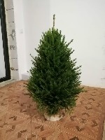 Растения объявление но. 2946293: «Елочный базар» - живые новогодние ели с доставкой