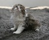 Питомник шотландских кошек "Murmurando" в Израиле предлагает к продаже и роезервированию очаровательных вислоухих шотландских котят и шотландских котят с прямыми ушками.Скоттиш-фолд и скоттиш-страйт к ...