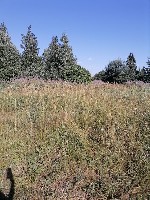 Продам участок объявление но. 2948137: Продам участок в пос Зверево