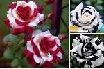 Гибридные тигровые розы (бесплатно)
Набор для выращивание прекрасных тигровых роз.  Каждый цветок выглядит как настоящее произведение искусства природы,  что делает тигровую розу особенно популярной  ...