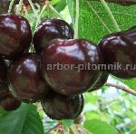 Растения объявление но. 3097984: Саженцы черешни ЗКС,  крупномеры черешни с землей из питомника в Подмосковье