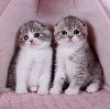 Кошки, котята объявление но. 409553: Шотландские вислоухие котята