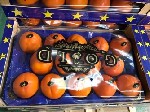 Продукты питания объявление но. 716949: продаем хурму (персимон) из Испании