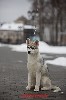 Собаки, щенки объявление но. 761179: Щенки Хаски из топ питомника России