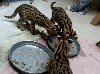 Наш питомник имеет потрясающий пометы котят африканского сервала, саванны F1-F5 котят, оцелоты и caracl котят на продажу. Мы TICA зарегистрированы и все наши котята FeLV проверены и очень интересно. С ...