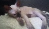 Кошки, котята объявление но. 856394: Сфинкс