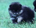 Услуги объявление но. 897355: Щенок черного померанского миниатюрного шпица.