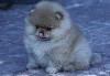 Услуги объявление но. 897370: Щенок померанского мини шпица.