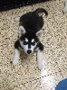 Собаки, щенки объявление но. 909386: Внимание хаски!