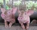 Разное объявление но. 930070: Продаём поросят 1 месячных