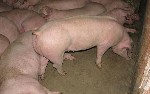 Разное объявление но. 952028: Производим и продаем поросят