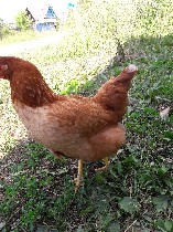 Продадим куриц Хайсекс Браун и Уайт (коричневые и белые). Несут около 300-320 яиц в год. Отличаются ранним половым созреванием (около 140 суток) и высокой сохранностью молодняка. Доставим бесплатно. Ц ...
