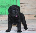 Услуги объявление но. 992447: Щенки лабрадора из питомника от Кемеровского чемпи